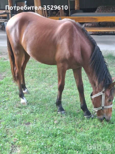 Кобила, снимка 1