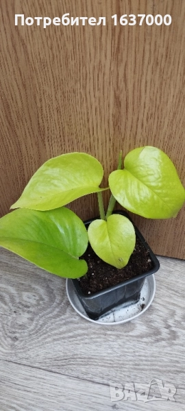 Епипремнум Neon , снимка 1