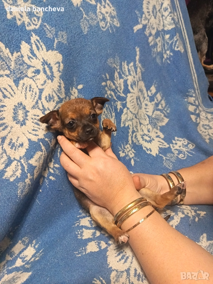 пинчери- едно мъжко, снимка 1