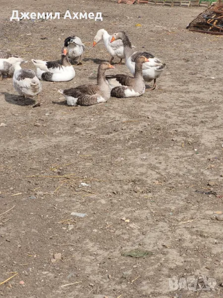 Гъски пилета ярки носачки, снимка 1
