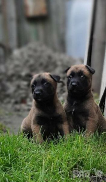 Продавам чистокръвни Белгийски овчарки-малиноа , снимка 1