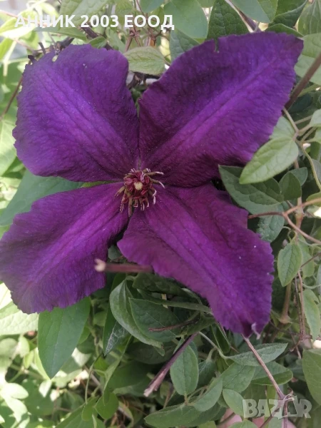 Пасифлора,клематис,незабравка,цезалпиния, снимка 1