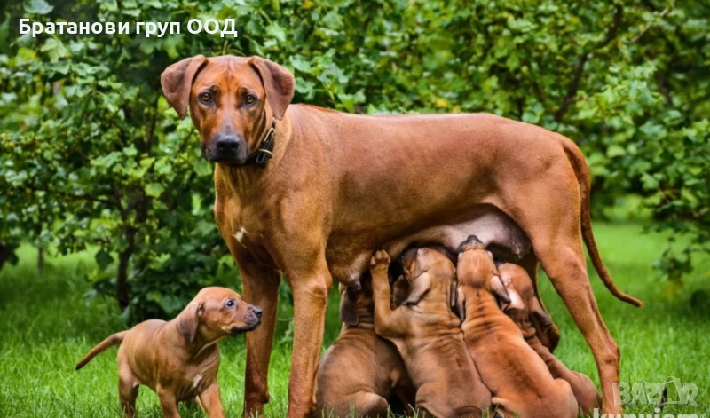 Родезийски риджбек, снимка 1