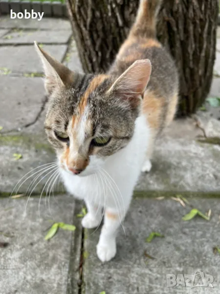 Подаряваме котенце на 5 месеца Котенцето е кастрирано, снимка 1