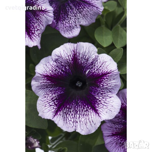 Petunia Vivini Violet Vein-Птуния виолетова вена, снимка 1