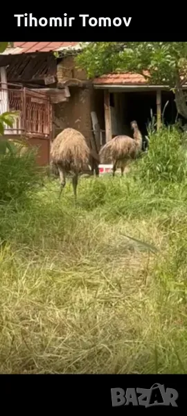 продавам щрауси емута , снимка 1