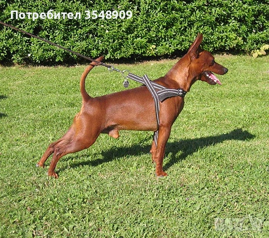 Мини пинчер (цверг пинчер), снимка 1