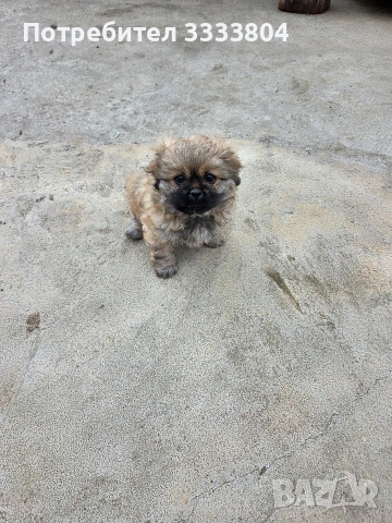 Продавам малки пекинези, снимка 2 - Пекинез - 54083162