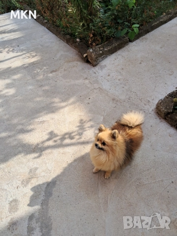 Померан, снимка 12 - Померан - 51940550