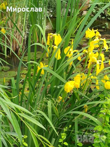 Продавам растения Жълт воден ирис, снимка 14 - Градински цветя и растения - 45382578