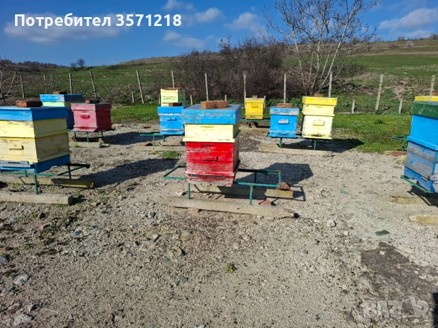 Продавам пчелни семейства, снимка 2 - За пчели - 53843576