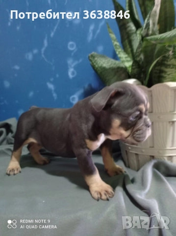 Английски булдог, снимка 12 - Английски булдог - 52064316