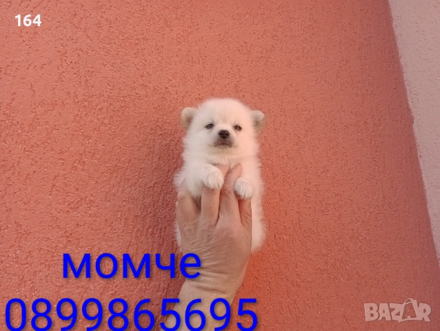Мини Шпиц - Померан. Мъжки и женски кученца. , снимка 5 - Померан - 53782096
