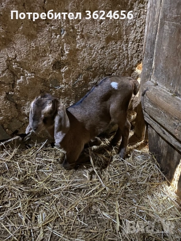 англо нубийски кози, снимка 5 - Кози - 54003597