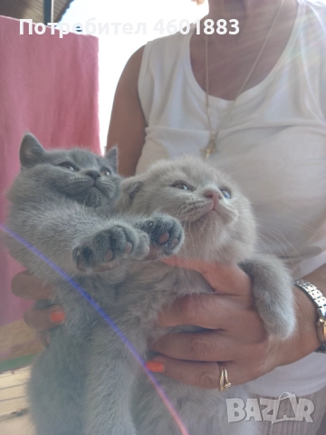 Британска color point момиче и шотландски пясъчен клепоух момче, снимка 1