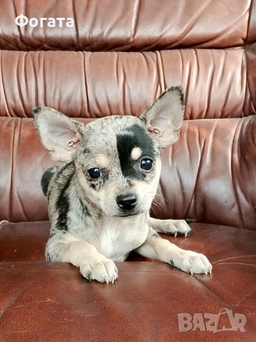 Продава се, снимка 3 - Чихуахуа - 52594293