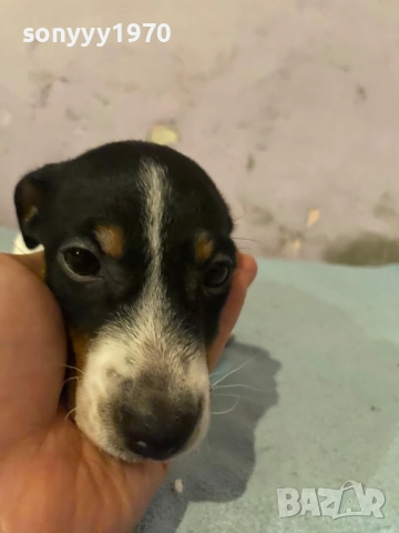 ДЖАК РЪСЕЛ 250ЛВ ЗА КУТРЕ С ВАКСИНА И ПАСПОРТ 1510250824, снимка 13 - Джак ръсел териер - 52059298