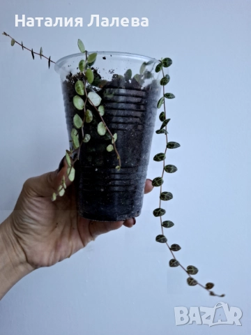 Пеперомия, peperomia prostrata, снимка 5 - Стайни растения - 52970761