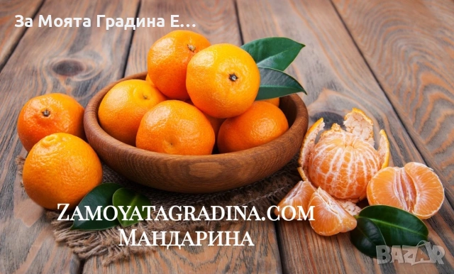 Цитрусови растения 8 вида – Лимон , Портокал , Мандарина, Грейфрут  , снимка 7 - Градински цветя и растения - 53623168