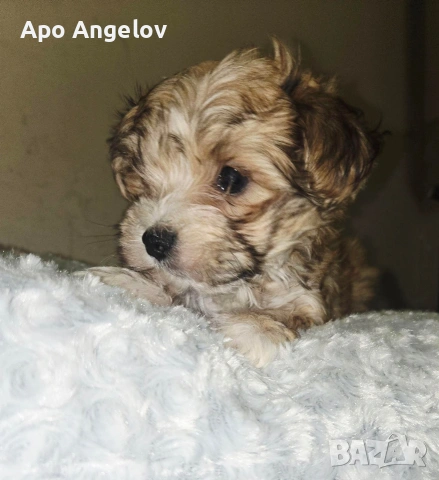 малтийска булонка Йоркширски териер , снимка 5 - Болонка - 54009785