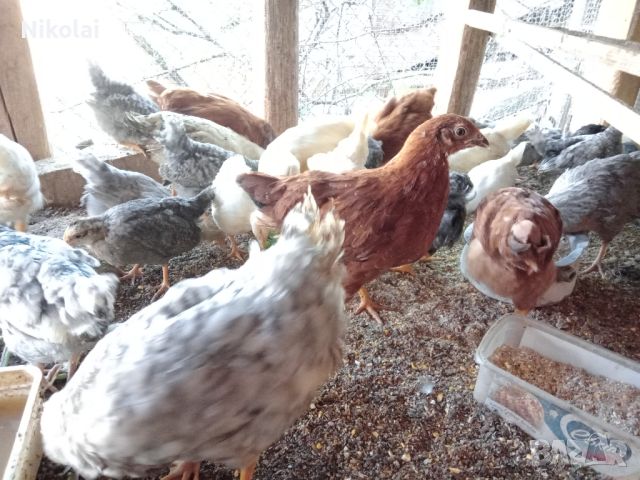 Петлета Легбар и Легхорн , снимка 4 - Кокошки и пуйки - 45438148