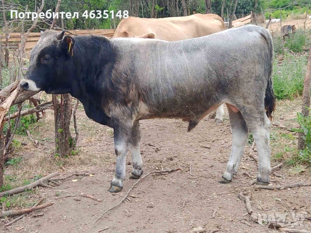 Телета, бици, снимка 6 - Крави - 52205533