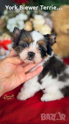 Йоркширски Териер! Страхотни бебета с родословие за семейство с деца!, снимка 3 - Йоркширски териер - 54234135