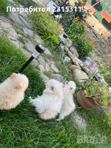 Три сладки бели померанчета , снимка 16 - Померан - 45901637