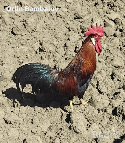 Продава се или се заменя 0886922554