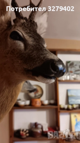 Препарирани Сръндаци 2 броя, снимка 11 - Други - 53132038