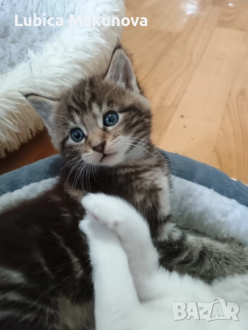 Подарявам коте от породата Мейн Куун, кръстоска., снимка 4 - Мейн кун - 53282257