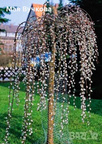 Комплект 2бр върби - плачеща и пъстролиста, снимка 2 - Градински цветя и растения - 53060106