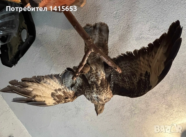Продавам препариран ястреб, снимка 3 - Други ценни предмети - 53986019