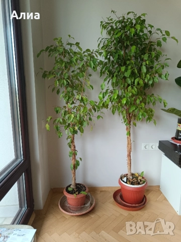 Фикус бенджамин 170см, драцена 120см, снимка 16 - Градински цветя и растения - 34362136