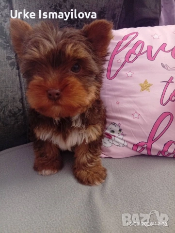 Йоркширски териер , снимка 6 - Йоркширски териер - 53641485