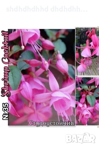 👑Фуксия Градинска и Каскадна , снимка 16 - Други - 54270498