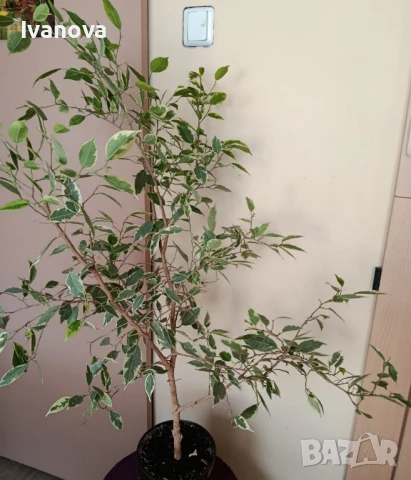 Фикус бенджамин