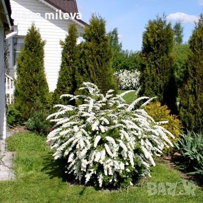 Спирея Юнска Булка, Spiraea nipponica June Bride, снимка 2 - Градински цветя и растения - 45389828