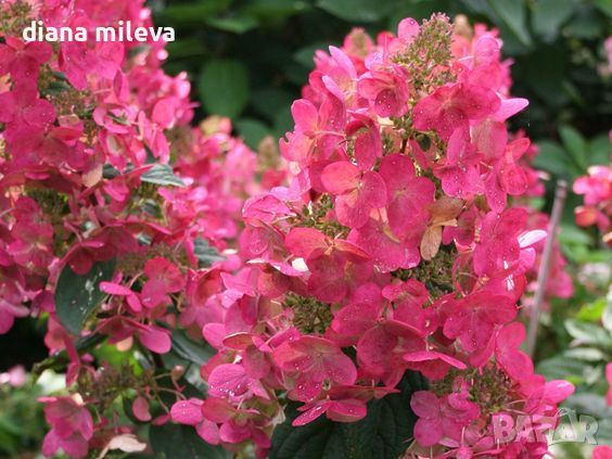 Хортензия Мега Минди, Hydrangea paniculata 'Mega Mindy', за супер слънце, снимка 1 - Градински цветя и растения - 46163844