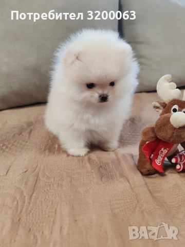 Померан мини мъжки.