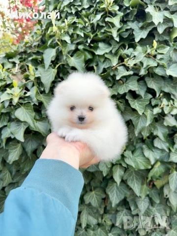 Померан мини момиче. Померанче, снимка 2 - Померан - 54216863