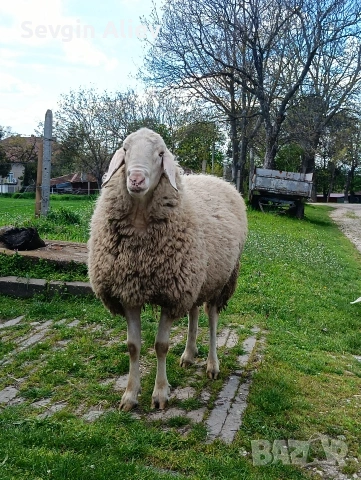 Продавам коч, снимка 3 - Овце - 54302550