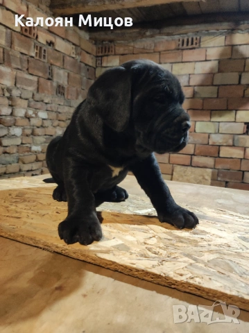 Кане Корсо Puppy, снимка 4 - Кане корсо - 53713101