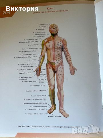 Комплект от 4 тома атласи анатомия на човека - Синелников , снимка 18 - Специализирана литература - 46724365