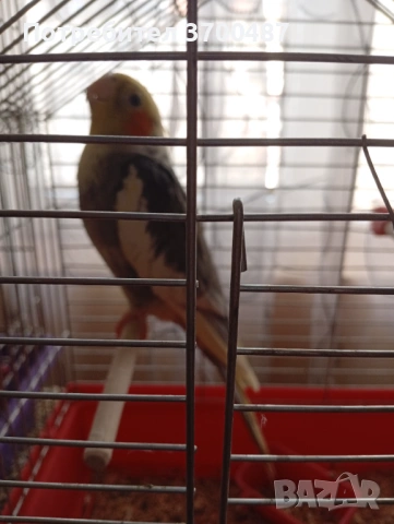 Папагал корела, снимка 2 - Папагали - 53803804