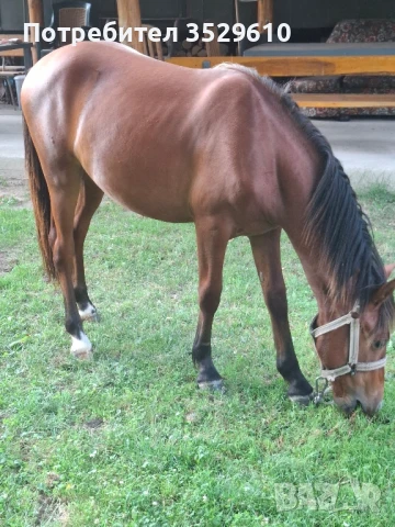 Кобила, снимка 1