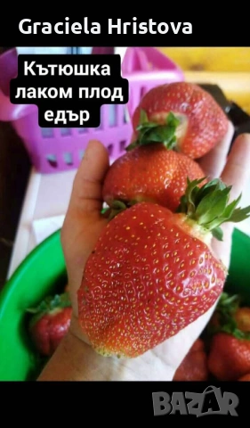 Продавам качествен разсад ягоди сорт  целогодишен мурано албион, снимка 4 - Градински цветя и растения - 53977021