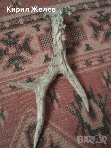 Рог от сръндак 50622, снимка 4 - Антикварни и старинни предмети - 53420897