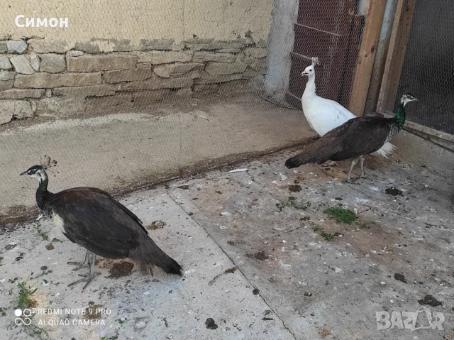 Паунчета , снимка 1