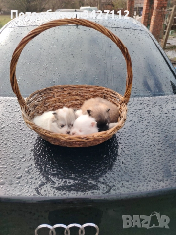 Померански шпиц, снимка 8 - Померан - 52670369